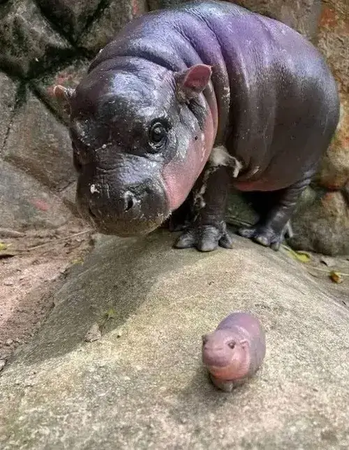 Khi khuôn mặt tròn xoe của hà mã thành biểu tượng vui