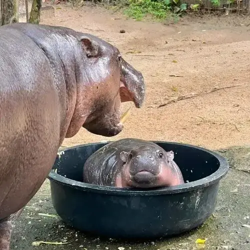 Những khoảnh khắc hà mã ngáo ngơ gây sốt cộng đồng mạng