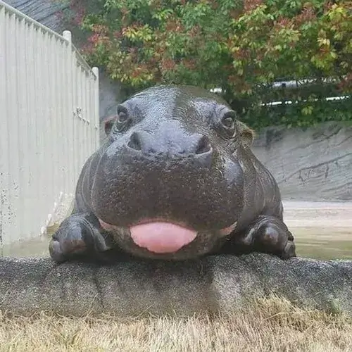 Biểu cảm ngáo đáng yêu của hà mã đòi ăn khiến ai cũng mê