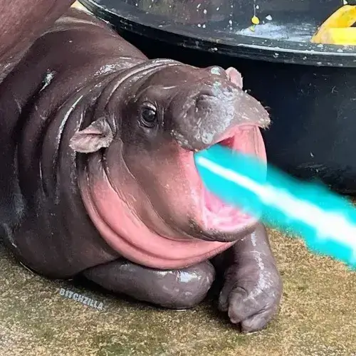 Meme hà mã – minh chứng rằng sự ngơ ngác cũng có sức hút riêng