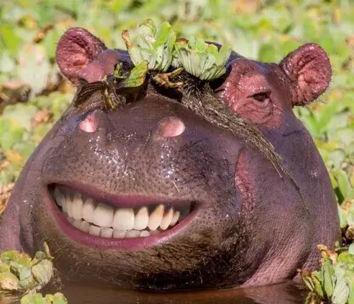 Ảnh hài hà mã cười nhe răng nhìn camera kiểu “đủ rồi”.