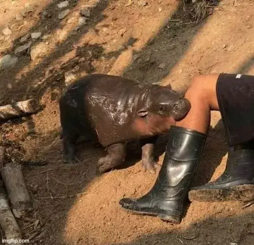 Meme hà mã và những pha biểu cảm “khó đỡ” nhất hành tinh