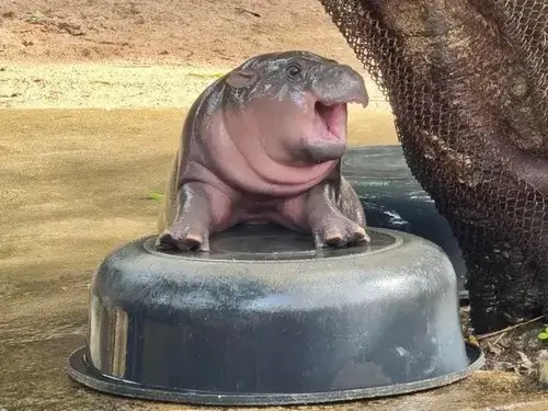 Hình troll hà mã chán đời mà ai cũng relate.