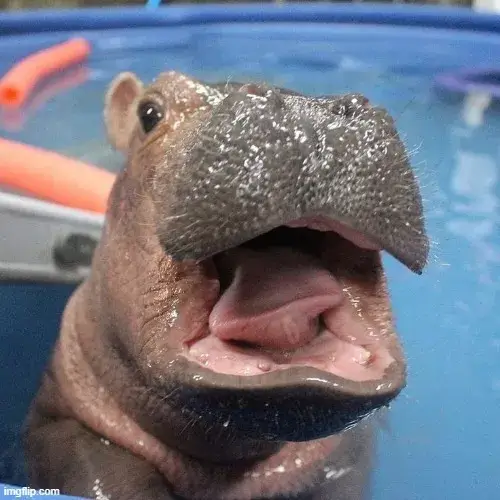 Ảnh troll hà mã ngáp to nhìn ngáo mà thương.