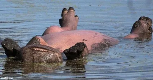 Meme chế hà mã phản ứng khi bị gọi tên.