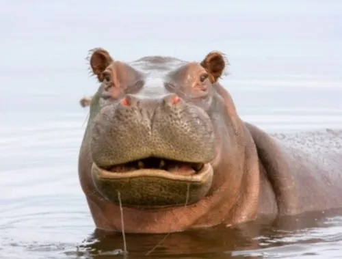 Hà mã troll: biểu cảm chán đời mà vui không tưởng