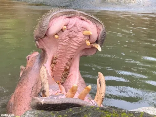 Hà mã há mồm đòi ăn rất đáng yêu