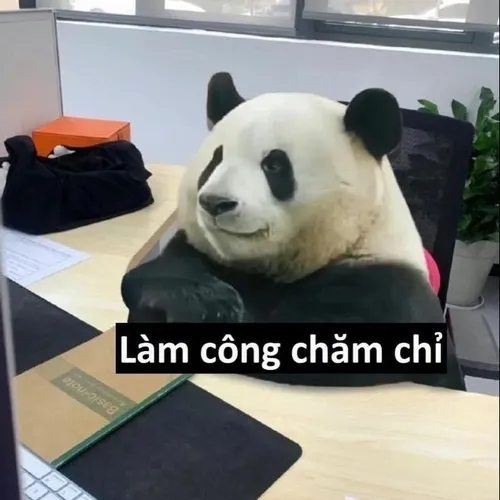Hình meme hài gấu trúc nghi ngờ liếc sang bên