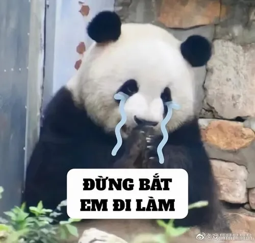 Meme chế gấu trúc bó tay giơ hai chân bất lực