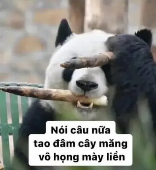 Hình chế meme vui gấu trúc vô tri ngồi trơ người