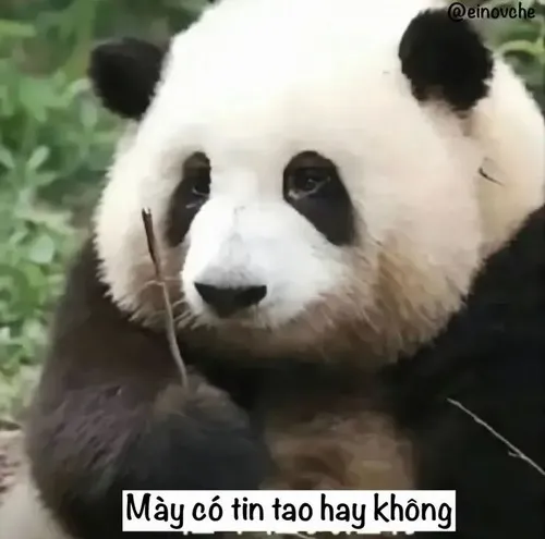 Ảnh vui gấu trúc mắt long lanh nhìn đồ ăn