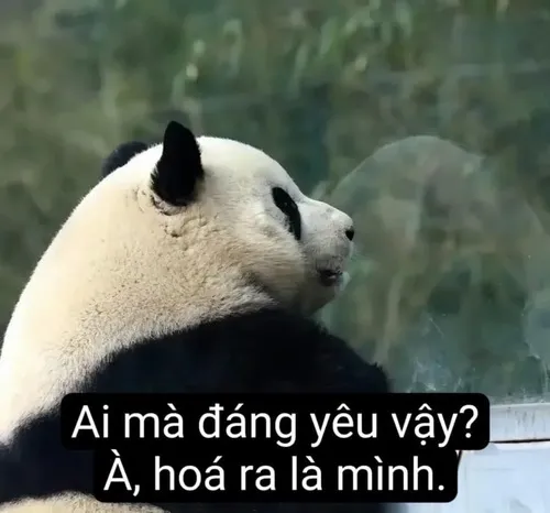 Ảnh meme vui gấu trúc thất vọng xệ mặt nhìn măng