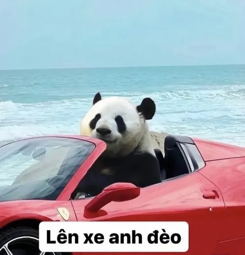 Meme hài gấu trúc buồn ngủ gật gù lắc đầu nhẹ
