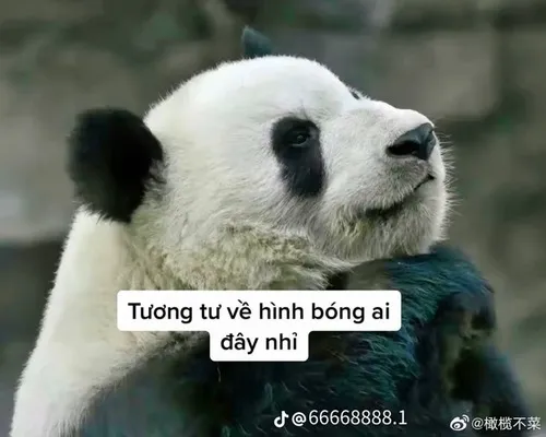 Ảnh troll gấu trúc cúi đầu cảm ơn bằng dáng hiền