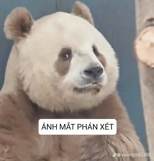 Meme gấu trúc vui hí hửng đứng dậy đung đưa