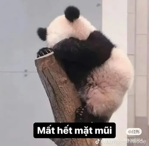 Ảnh vui gấu trúc nhăn mặt nhìn món măng lạ