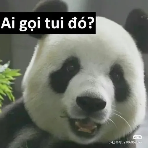 Meme hài gấu trúc cáu gắt đập tay xuống đất