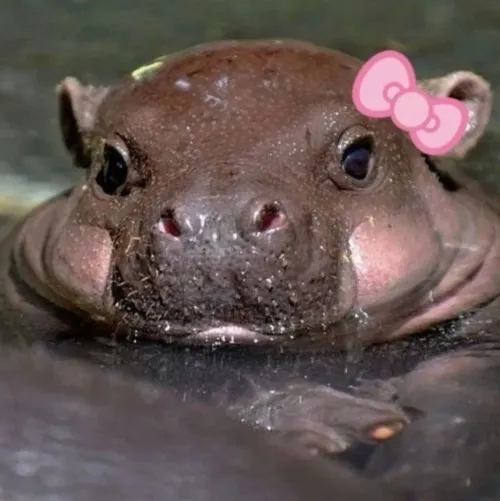 Hình hà mã troll với caption “tui ổn chắc vậy”.