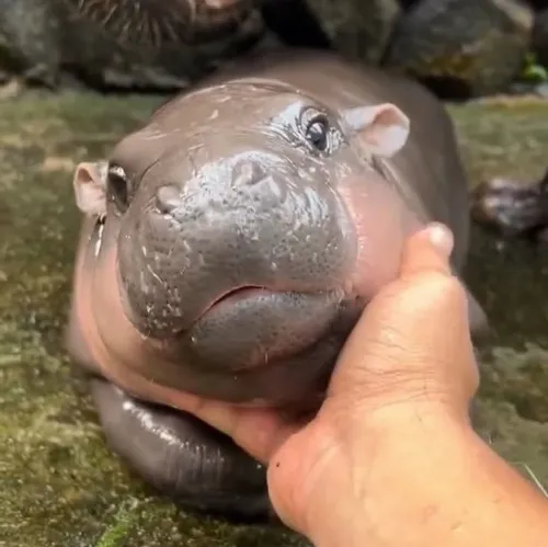 Ảnh chế hà mã nằm sấp cục mịch siêu đáng yêu.