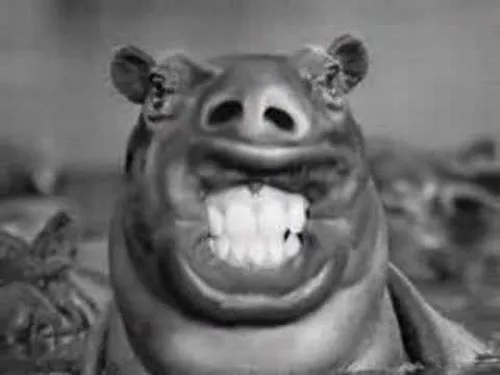 Meme chế hà mã cười nhe răng rất nhây bựa