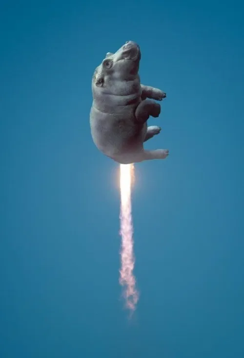 Meme hà mã mặt vô tri khiến dân mạng cười rớt ghế.