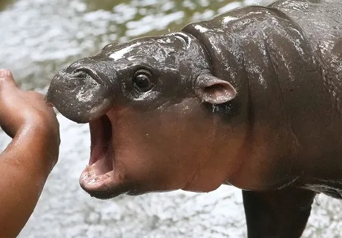 Meme hà mã troll bạn trong nhóm chat cực chuẩn.